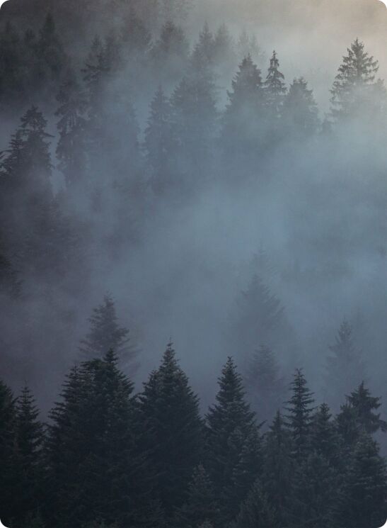Background with misty forest