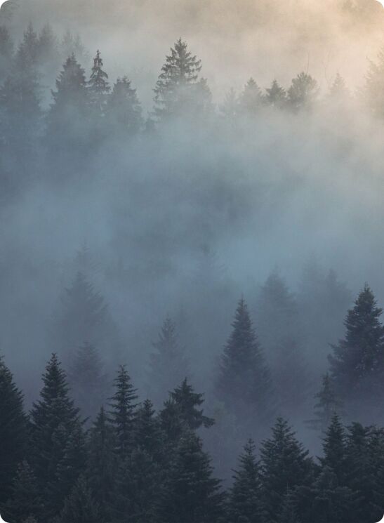 Background with misty forest